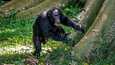 Useimmin simpanssit rummuttavat yksi tai pienissä ryhmissä. 
