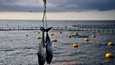 Sinievätonnikalan kannat ovat elpyneet, mutta ympäristöjärjestö WWF:n mukaan kalastus ei ole vielä kestävää. Kuvassa kaksi sinievätonnikalaa ripustettuna kalastamisen jälkeen Espanjan rannikolla.