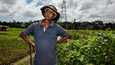 Sri Lanka julistautui siirtyvänsä keväällä 2021 täysin luomuviljelyyn. Maanviljelijä R.M.K. Hemakeerthi joutui opettelemaan uudestaan, miten viljellä peltojaan.