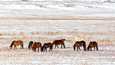 Villihevoset hamuavat syötävää Mongoliassa.