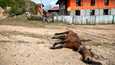 Hevonen kuoli kapinallisten ja poliisivoimien välisessä ammuskelussa kylässä Shanin osavaltiossa Myanmarissa joulukuussa 2022.