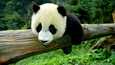 Kiina muutti isopandan luokitusta uhanalaisesta vaarantuneeksi, sillä nyt luonnossa elää yli 1 800 pandaa. 
