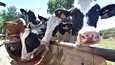 Kuumuuden uuvuttamat lehmät litkivät viimeisiä vesitippoja Courcemontissa Luoteis-Ranskassa keskiviikkona.