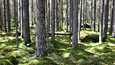Metsää Liesjärven kansallispuistossa Tammelassa. Etelä-Suomen metsämaasta alle kolme prosenttia on tiukasti suojeltua. Vanhoja metsiä on niin vähän, etteivät ne riitä täyttämään olemassa olevien suojelualueiden lisäksi kymmenen prosentin suojelutavoitetta.