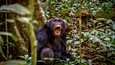 Simpanssi ilmoittaa huutamalla, että tässä on lauman alueen raja. Kuva on otettu Ugandassa Kibalen kansallispuistossa.