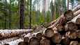 Puupino Evon retkeilyalueella Hämeenlinnassa. Evon suuresta metsäalueesta on kaavailtu uutta tiedekansallispuistoa, mutta hanke kaatui tällä hallituskaudella keskustan vastustukseen. 