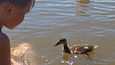 Kivinokassa pääsee elämään todellista ”Disney-unelmaa”. Sorsanpoikaset uivat lasten kanssa Kivinokan uimarannalla ja tulevat syliin asti. Mökkikylässä puolestaan saa päivittäin ihmetellä villieläinten puuhia.