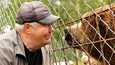 Sulo Karjalaisella on pitkä historia karhujen kasvattamisesta ja hoitamisesta. Kuvassa oleva Juuso-karhu on tiistaina Karjalaisen kimppuun hyökänneen Tara-karhun isä.