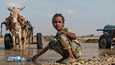 Tyttö kerää vettä Shebele-joesta Goden kaupungissa Etiopiassa. Afrikan sarvea koettelee pahin kuivuus 40 vuoteen, ja YK:n mukaan nälkiintyminen uhkaa 20 miljoonaa ihmistä. Aliravitsemus uhkaa erityisesti lapsia.