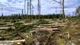 Viime vuonna Suomen metsistä hakattiin noin 76 miljoonaa kuutiometriä runkopuuta, eli viitisen prosenttia enemmän kuin edellisvuonna. Kuvassa päätehakkuutyömaa Janakkalasssa toukokuun alussa.