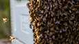 Pääkaupunkiseudulla on nykyään useita urbaaneja mehiläispesiä. 