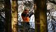 Metsähallitus on myöntänyt ilmaisia metsästyslupia omaehtoiseen metsästämiseen. 