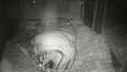 Naarastiikeri Sibiri paijaa pentujaan pesäluolassa, ilmenee pesäkameran kuvasta.
