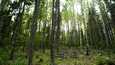 Lohjalaista sekametsää. Biodiversiteettisuositusten mukaan metsän tulisi koostua useammasta puulajista.