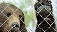 Aluehallintovirasto määräsi heinäkuun alussa Suurpeto­keskuksen lopettamaan Vyöti-karhun, koska karhun hampaat olivat eläin­lääkäreiden mukaan huonokuntoiset, ja eläin liikkui huonosti.