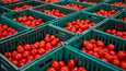 Närpiön Vihannes tuottaa noin 60 prosenttia kaikista talvikauden kotimaisista tomaateista.