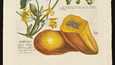 Georg Dionysius Ehret oli aikansa merkittävimpiä tieteellisiä kuvittajia. Kuvan papaijan hän piirsi Christoph Jacob Trewin teokseen Plantae Selectae. 