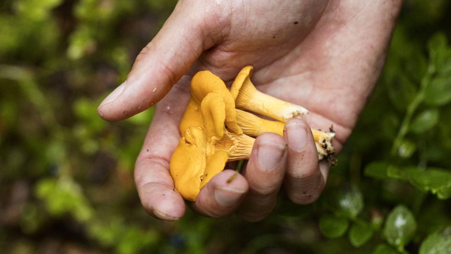 Hotellit | Nerokas kikka tuo hotellivieraita Nuuksioon – Majoituksen saa ämpärillisellä sieniä