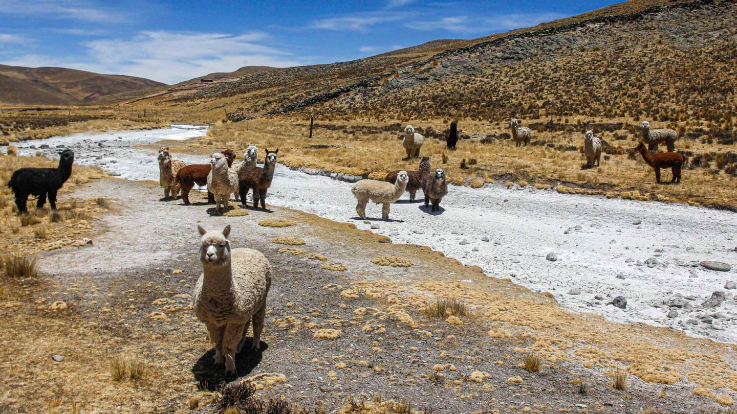 Eläimet | Alpakat kuolevat Perussa – poikkeuksellinen kuivuus kurittaa maata