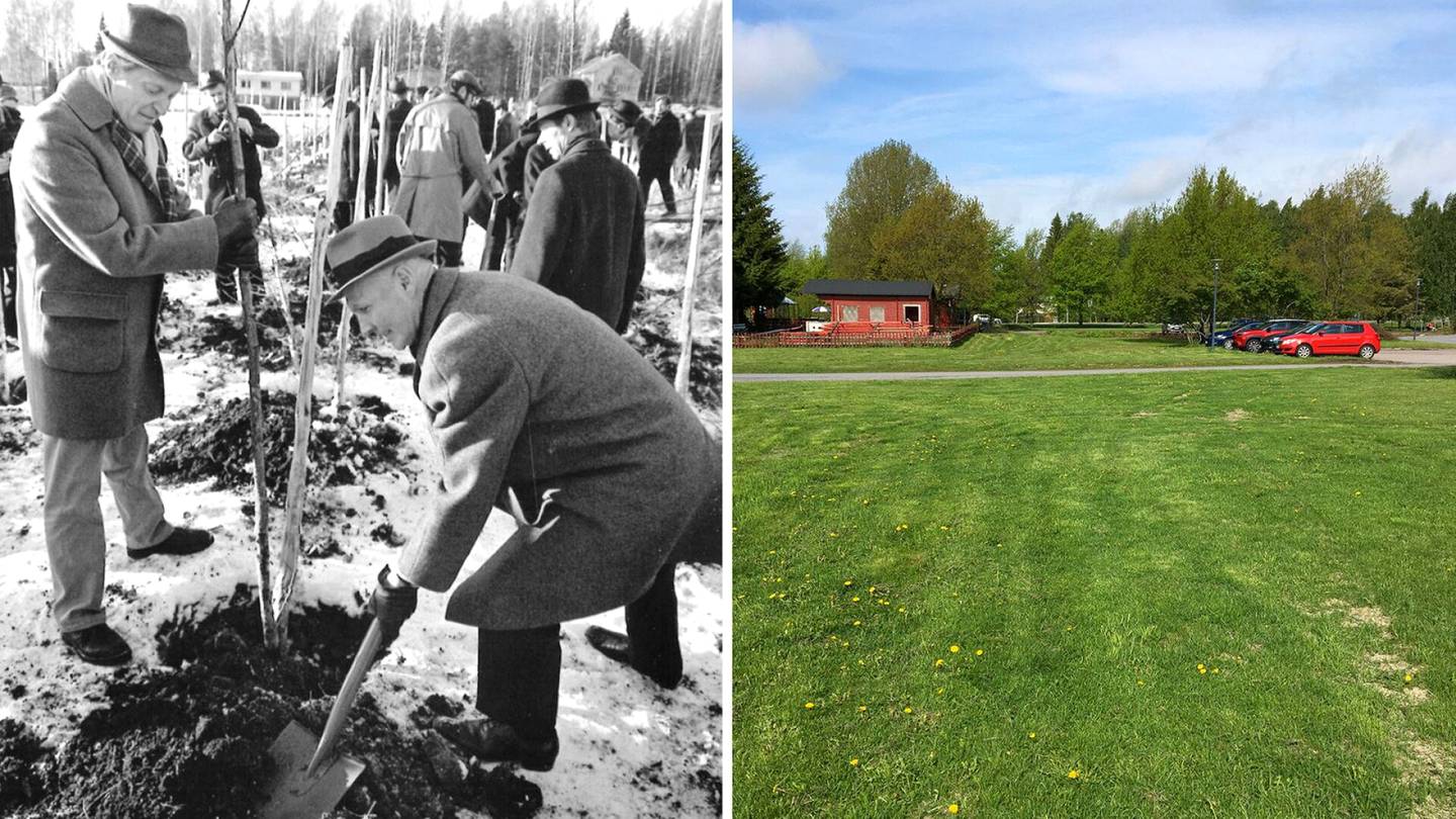 HS Vantaa | Vantaalaiseen ”puupankkiin” istutettiin suurin odotuksin sata puuta vuonna 1970 – Nyt näky lähinnä naurattaa