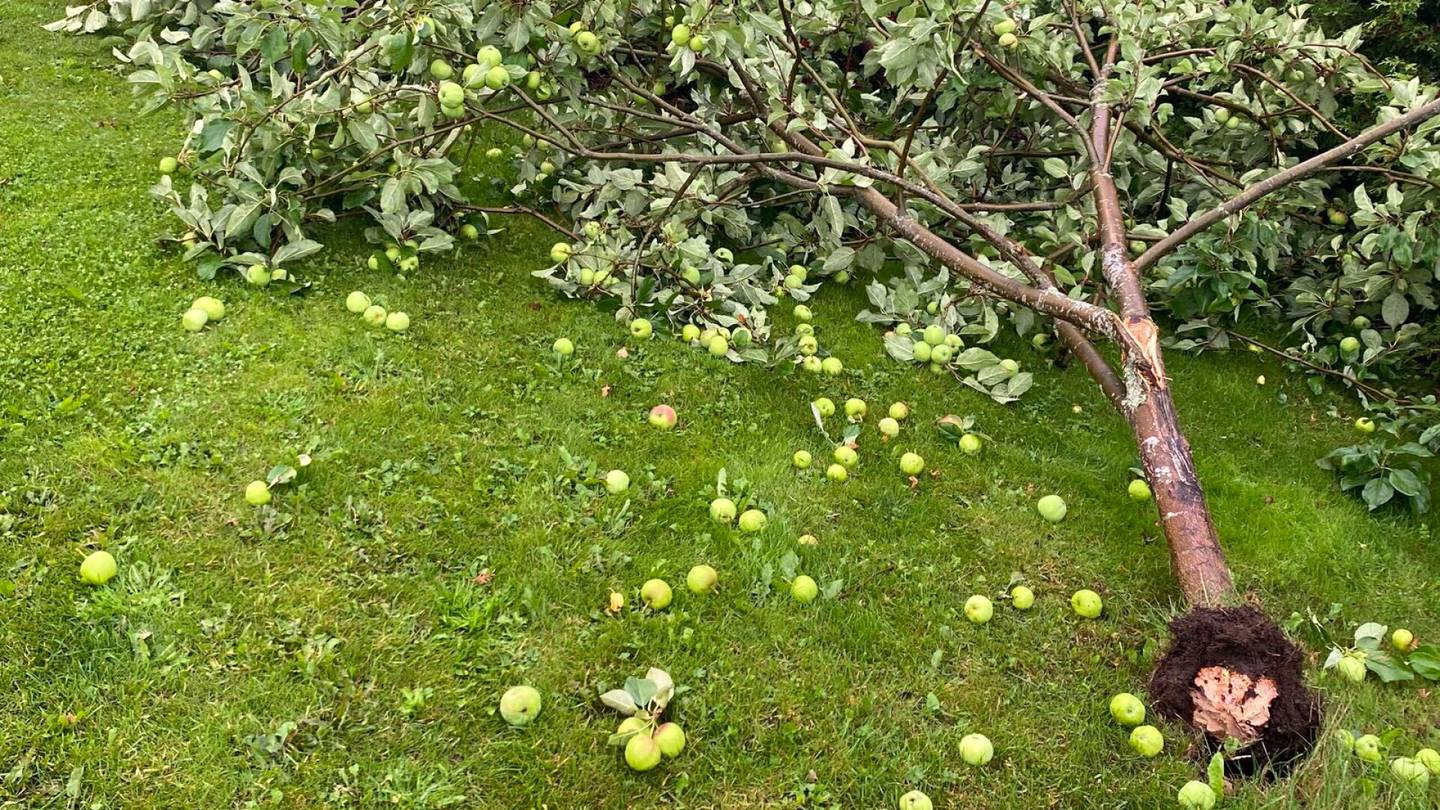 Sääilmiöt | Silminnäkijöiden mukaan Lempäälässä riehui trombi: Omenapuita kaatui, kattotiiliä tippui