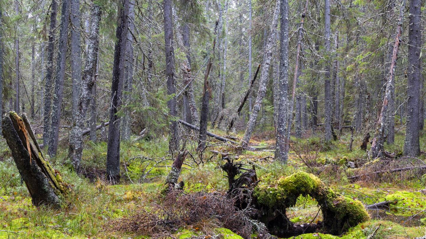 Luonnonsuojelu | Ministeriö ehdottaa suojeltavaksi metsiä, joita ei ole olemassakaan – ”Ei ole yhtään tullut vastaan”