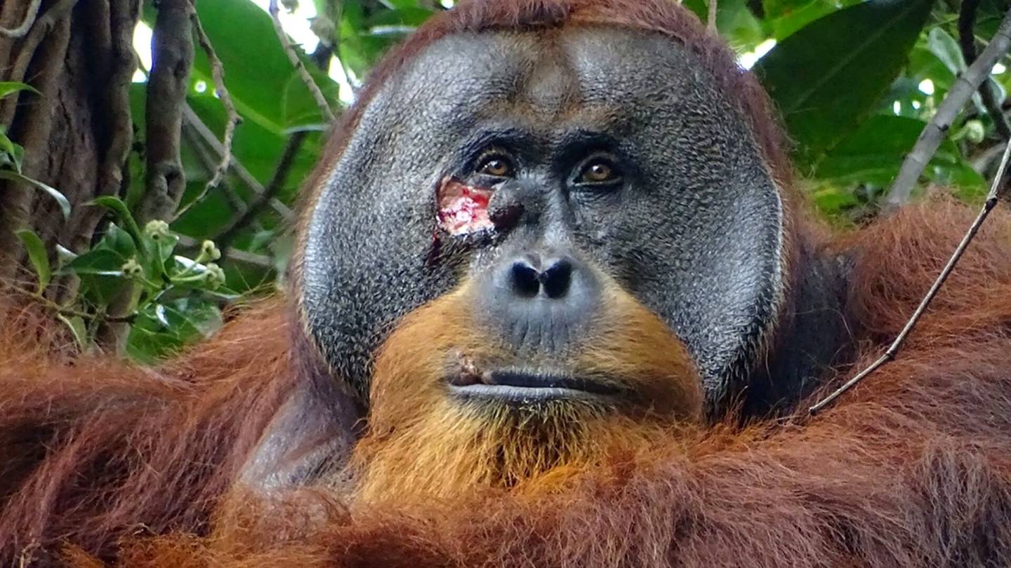 Indonesia | Oranki teki itselleen lääkettä ja hoiti sillä haavojaan, sanovat tutkijat