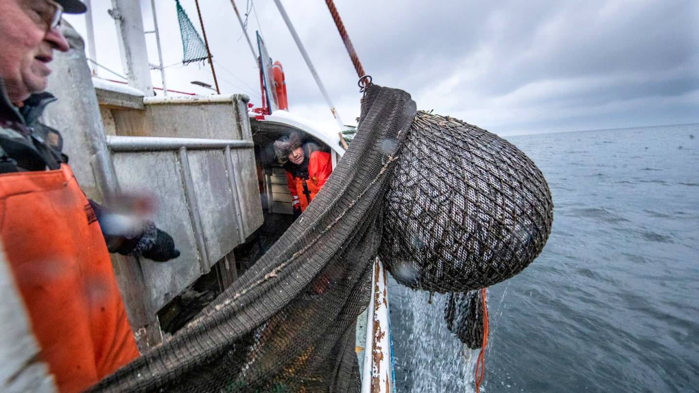 Silakka | ”Valtava isku” – Kalastus­kielto tuhoaisi koko elin­keinon Suomessa, sanoo liiton johtaja