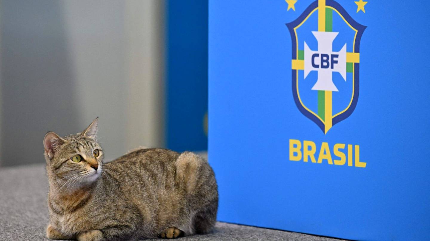 MM-jalkapallo | MM-tähden kissapelko paljastui ruokapaikassa – ”Se huvittaa meitä kaikkia”