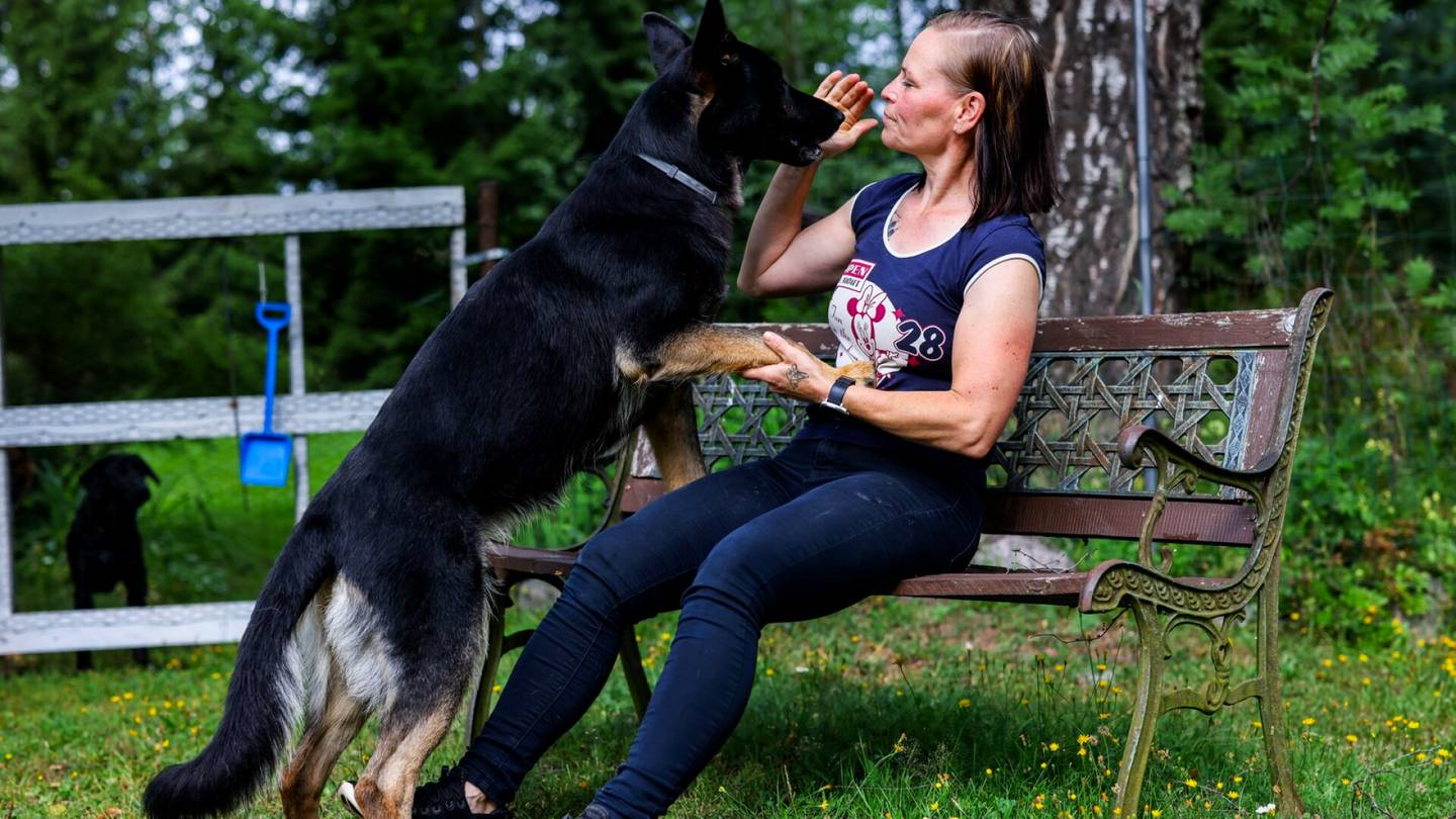 Koirat | Perlasta ei koskaan tullut sitä koiraa, josta Annika Hassinen haaveili – Tältä tuntuu pettyä omaan koiraan