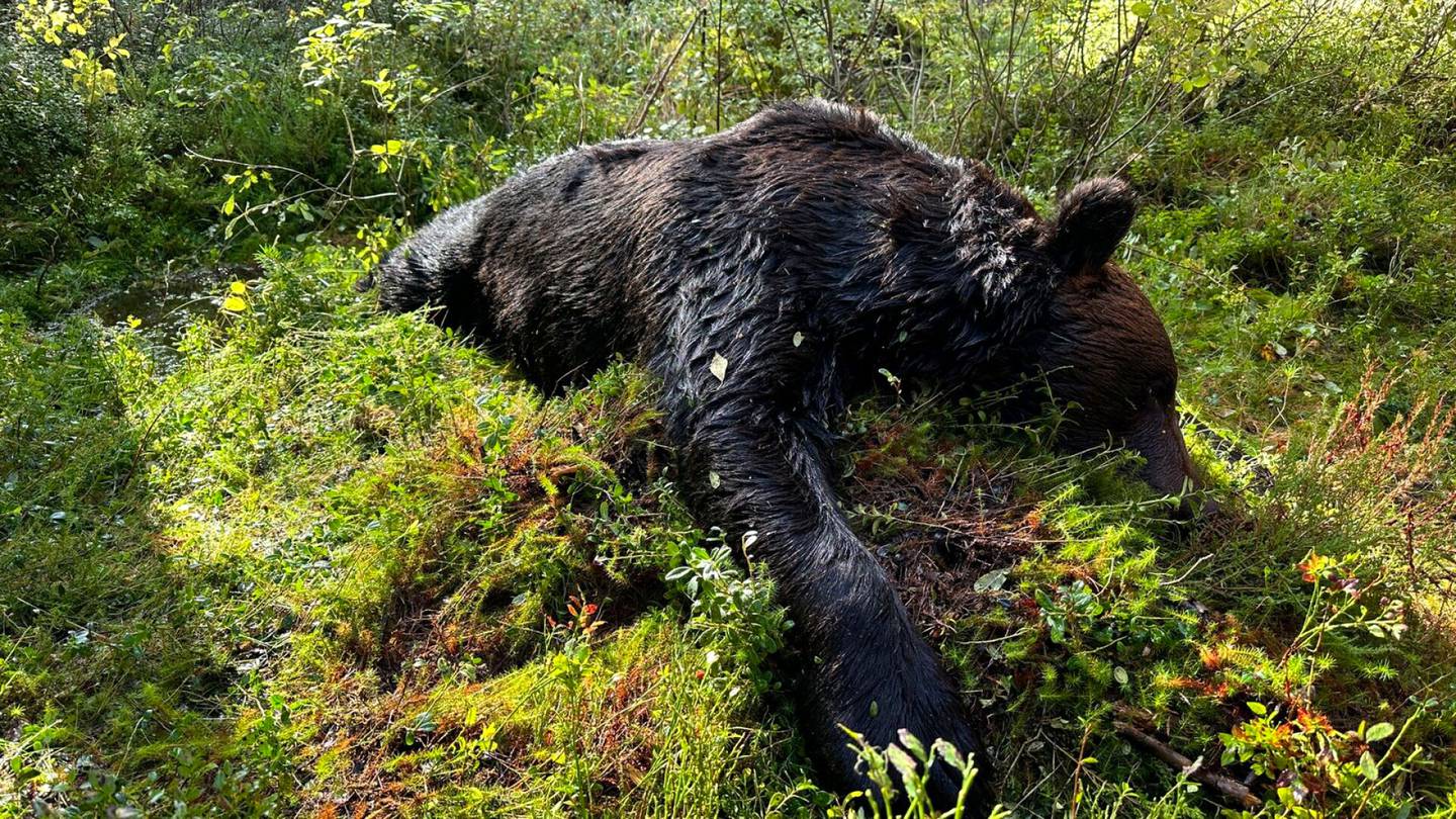 Metsästys | Nyky­muotoinen kannan­hoidollinen karhun­metsästys lienee ohi, arvioi Suomen riista­keskus – ”Tarkoittaa perinteen häviämistä”