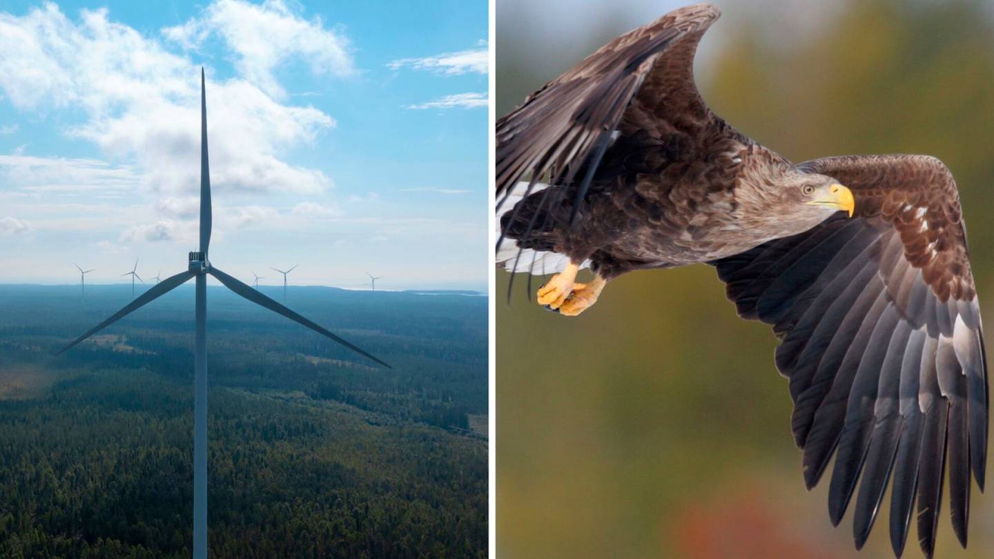 HS Ympäristö | Tuulivoimala voi olla kotkalle kohtalokas – jo kymmeniä kuolleita lintuja löydetty
