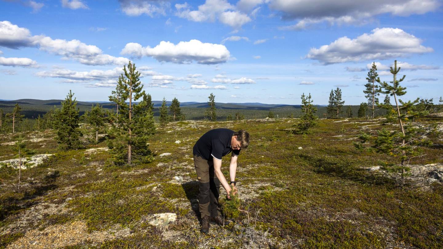 HS Ympäristö | Tutkijalla on lohduton viesti yhdestä suomalaisten suosikki­tuntureista: ”Tämä on menetetty”
