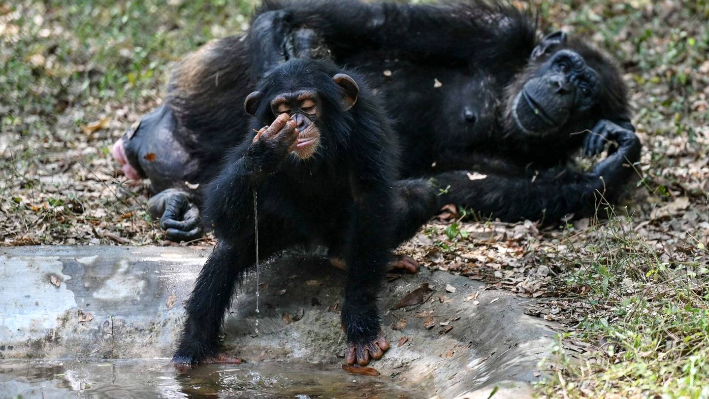 Eläintutkimus | Simpanssit etsivät ja syövät ”metsäapteekista” kasveja, jotka lievittävät kipua ja tulehduksia