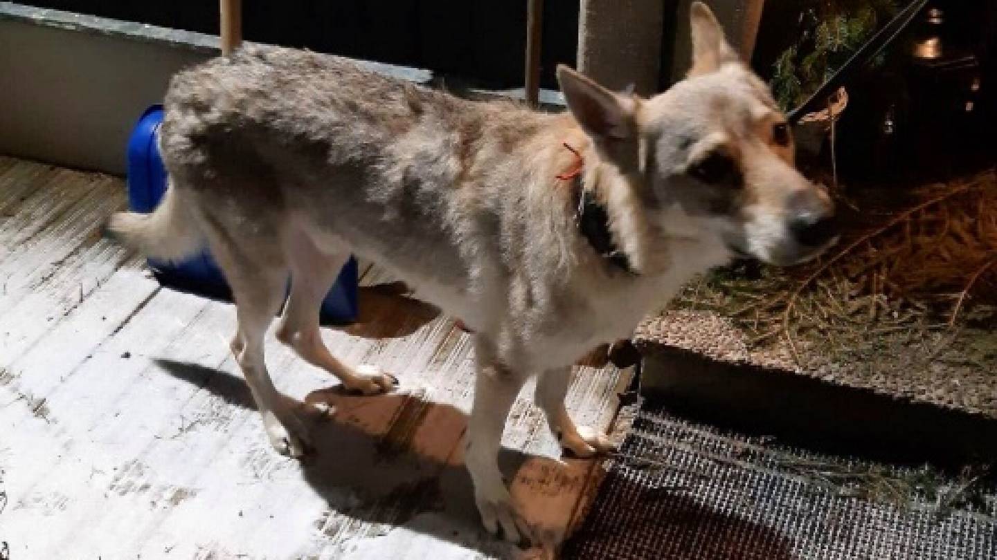 Tuomiot | Vaarallinen koira määrättiin lopetettavaksi Pirkkalassa – raahasi 8-vuotiaan tytön pellolle