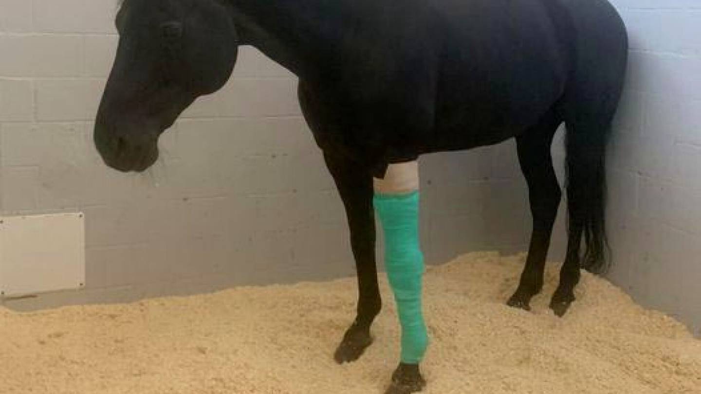Eläimet | Neuvokkaat pikkutytöt pelastivat loukkaantuneen Sasu-hevosen hengen – ”Olisi toden­näköisesti vuotanut kuiviin, jos ei olisi saanut apua”