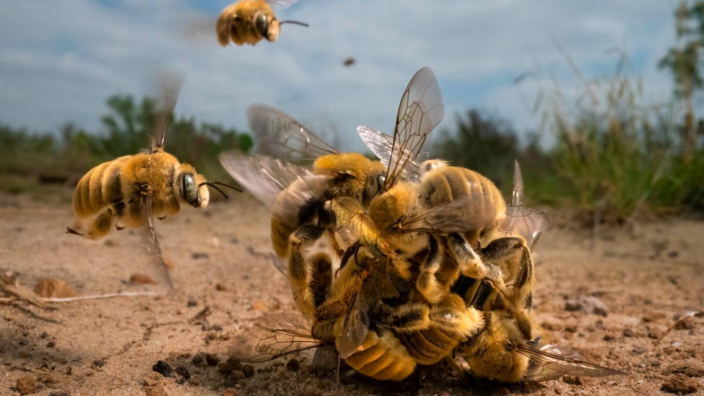 Valokuvaus | Mehiläisten lemmen­pallo toi voiton: Tässä ovat maailman parhaat luonto­kuvat