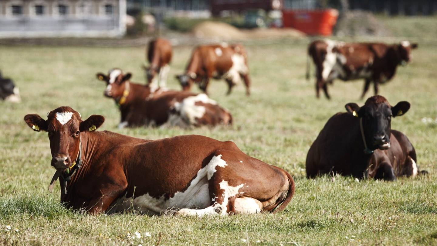 Verotus | Tanska laittaa radikaalin veron maatalouden päästöille – Hintalappu noin sata euroa lehmältä