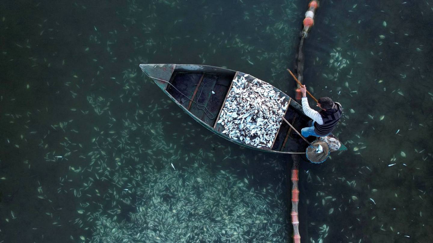 Kreikka | Tuhansittain viljeltyjä kaloja paleltui kuoliaaksi Kreikan lumimyrskyn takia: ”Tuho on valtava”