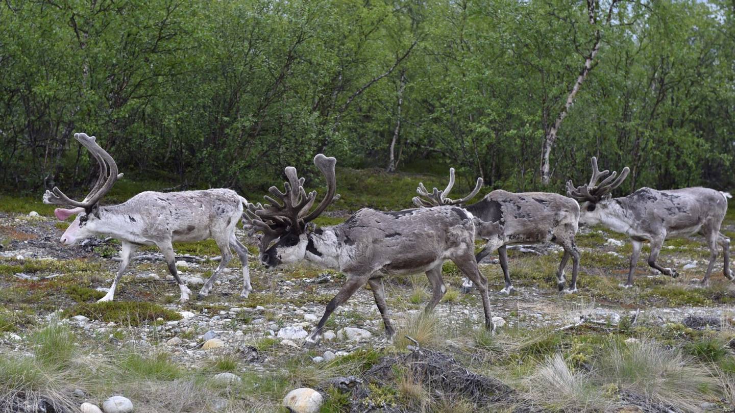 Ilmastonmuutos | Punkkeja löydetään jo poroista – Tutkija pitää porojen punkki-invaasiota riskinä myös ihmisille