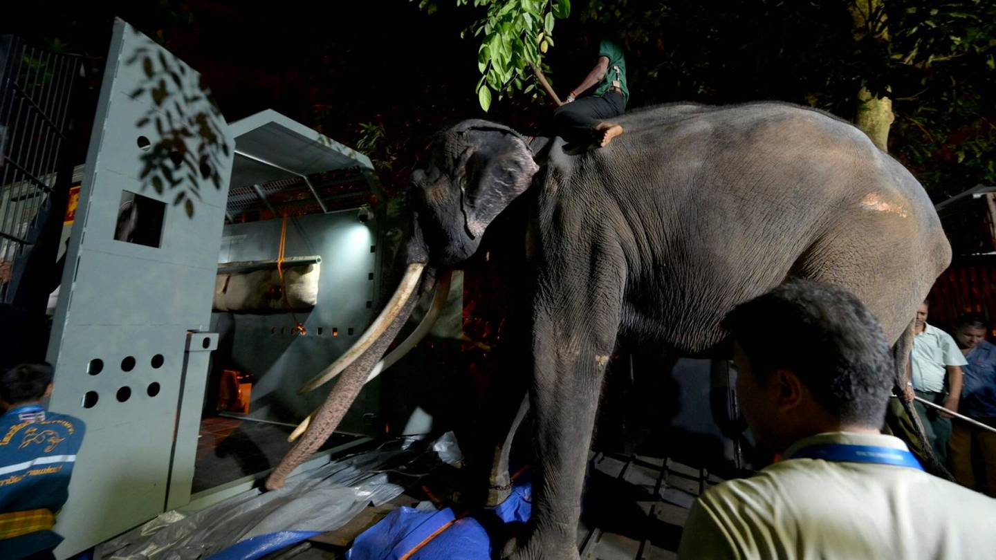Video | Sri Lankassa kidutettu norsu palautettiin 20 vuoden jälkeen Thaimaahan