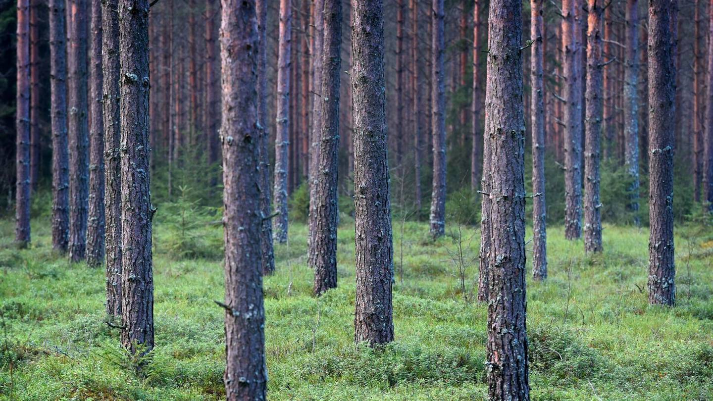 Lukijan mielipide | Kehittyvä metsänhoito voi selättää luontokadon