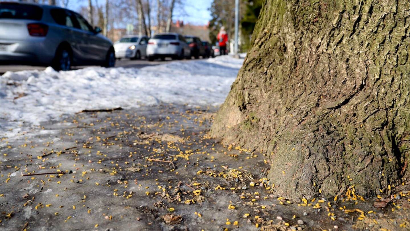 Eläimet | Helsinki kerää havaintoja liito-oravista – Papanat ovat nyt keltaisia