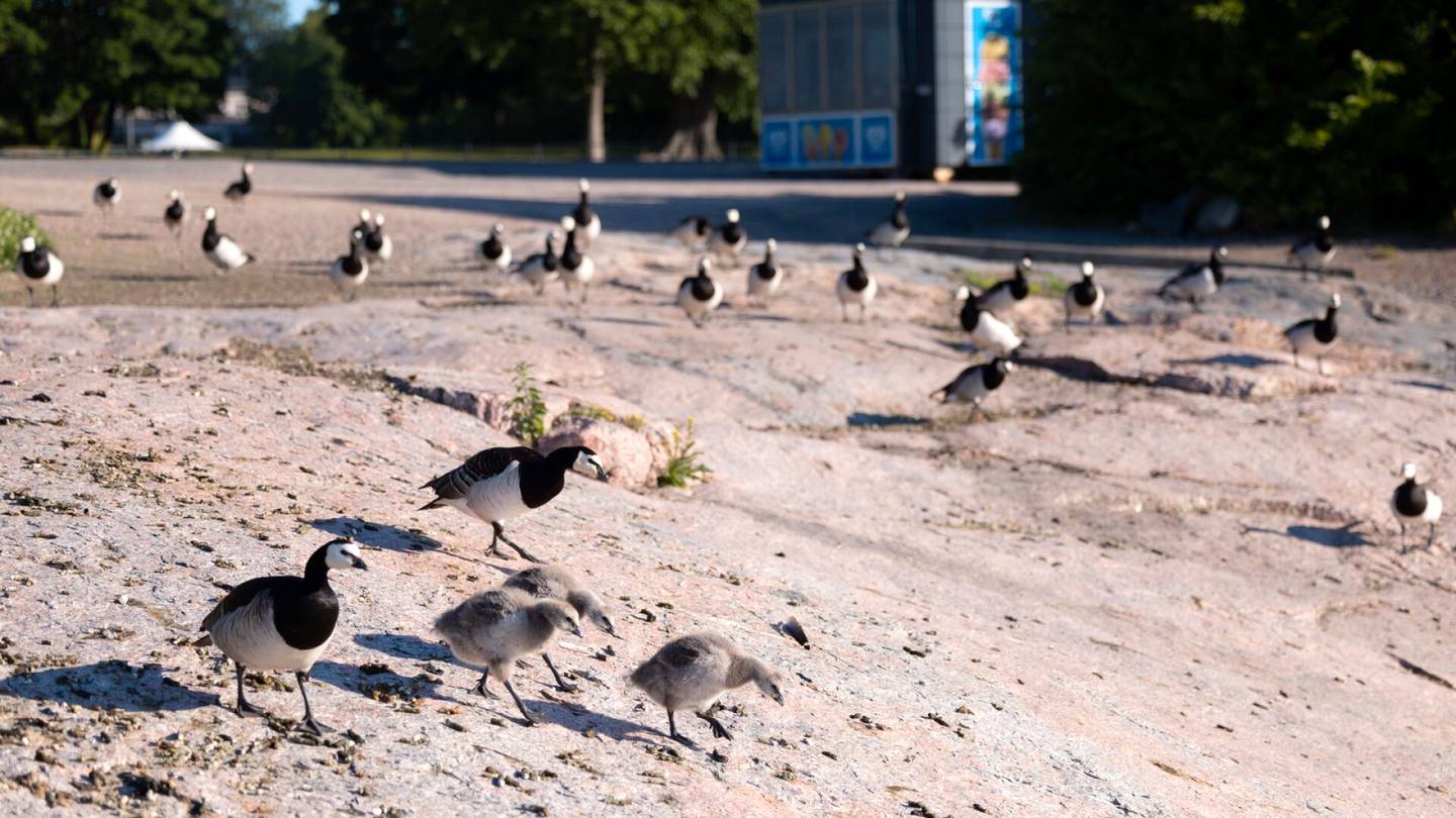 Lukijan mielipide | Luonnonsuojelijat, keskittykää arkeen