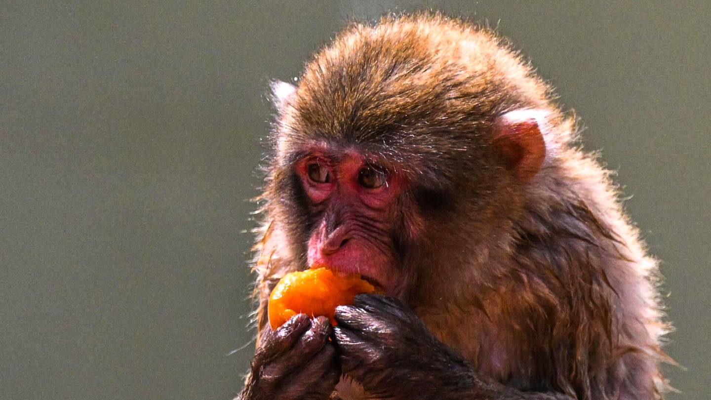 Japani | Yksi ihmisten kimppuun käyneistä apinoista on lopetettu Japanissa, mutta hyökkäykset jatkuvat yhä