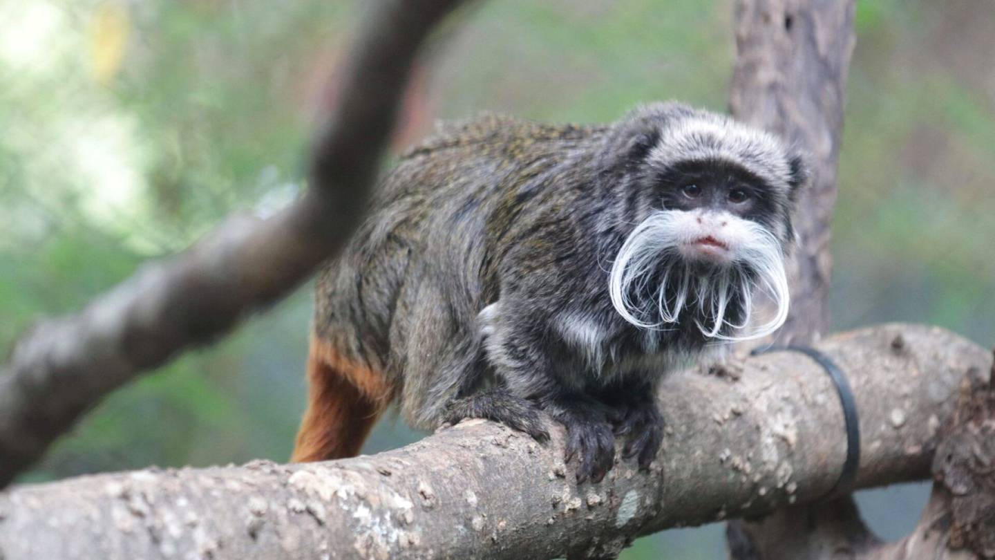 Yhdysvallat | Eläin­tarhan epäilty rikos­vyyhti: apinoita katosi, korppikotka kuoli ”epä­tavallisissa olo­suhteissa”