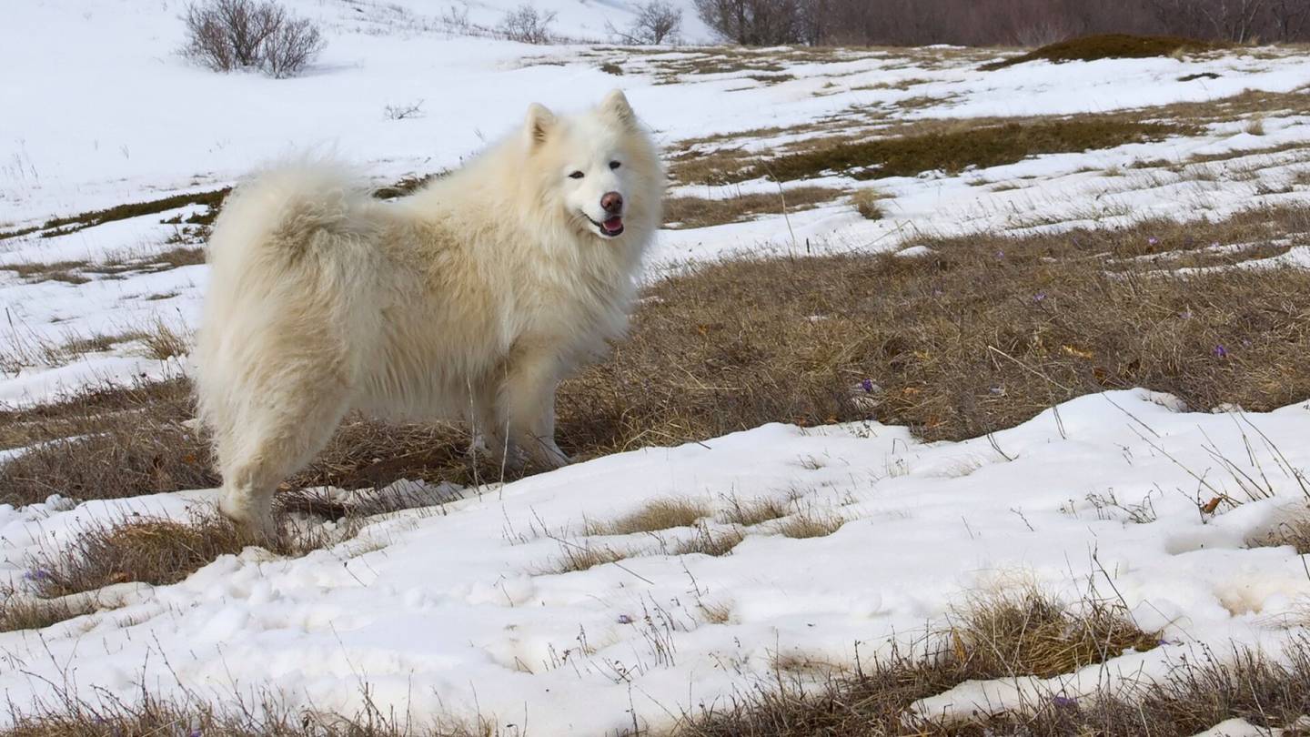 Kotieläimet | Lumen paljastamissa koiran­kakoissa muhii ikäviä taudinaiheuttajia