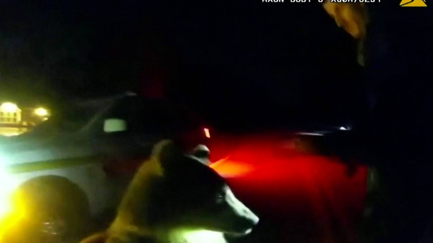 Video | Kesyt karhunpennut herättivät hämmennystä Floridassa – poliisi tutkii tapausta