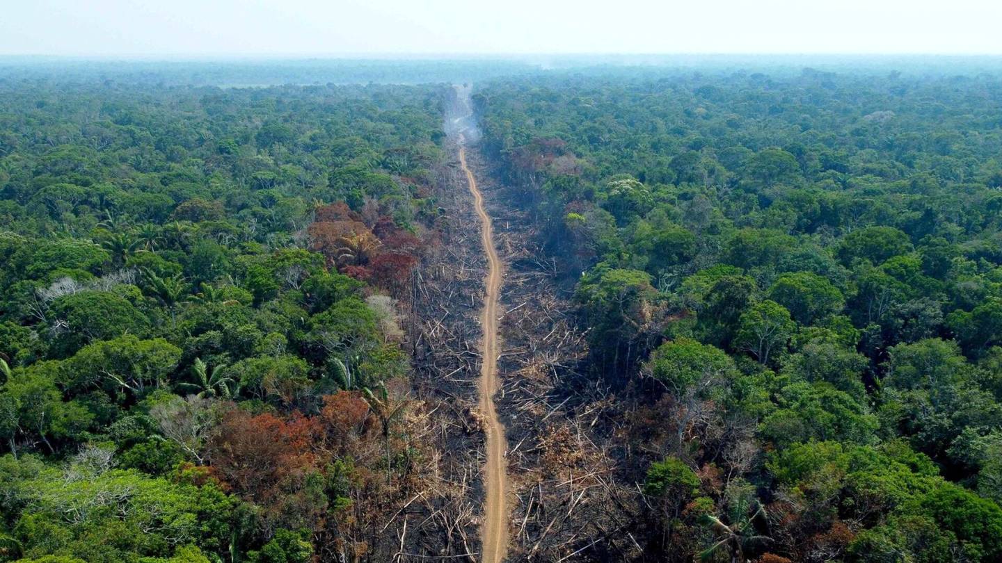 Ympäristö | Metsäkato jatkuu Brasiliassa presidentti Lulan lupauksista huolimatta