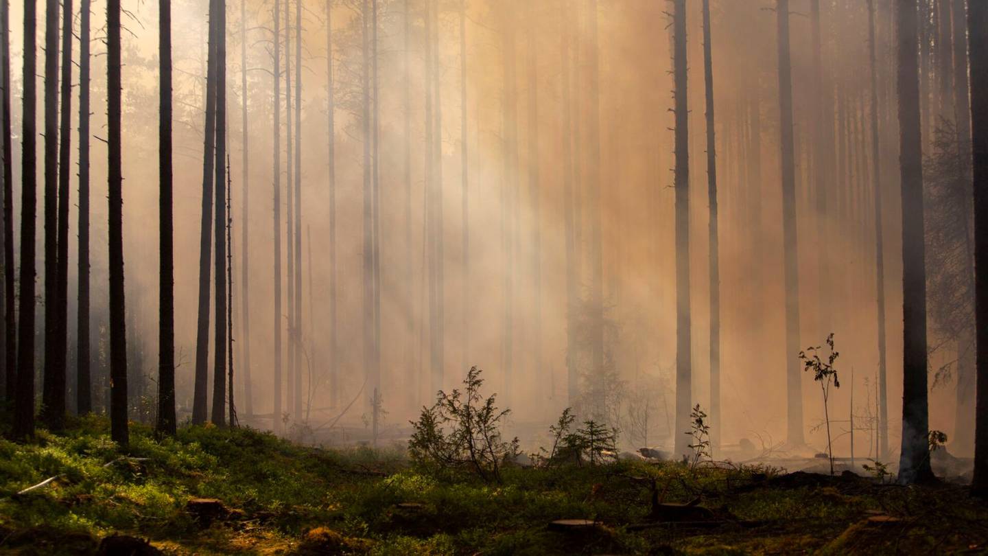 Ympäristö | Kymmenen prosenttia Etelä-Suomen metsistä suojeltava, vaativat kaikki muut puolueet paitsi perus­suomalaiset